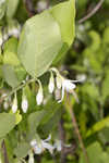 American snowbell